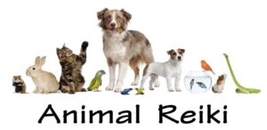 Read more about the article Animal Reiki: Wellness for Our Furry Friends